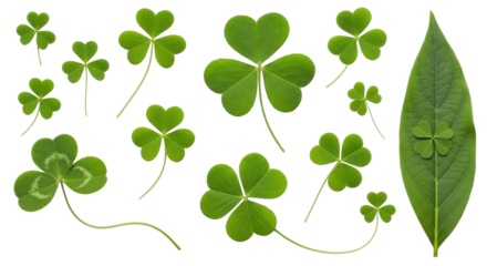 Isolated St Patricks day lucky shamrock leaves or clovers natural foliage Irish symbols