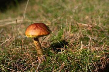 Wild boletus mushroom growing in forest grass during autumn season. Perfect for illustrating organic food, foraging, ecology, sustainability, and natural environment themes.