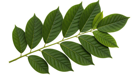 Isolated Green Leaves on Stem with Detailed Veins for Graphic Design or Illustration Use