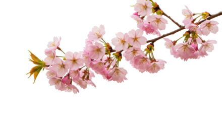 Isolated branch of flowering cherry blossoms against a clean backdrop for spring design