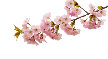 Fotobehang Kersen Isolated branch of flowering cherry blossoms against a clean backdrop for spring design  © Anna