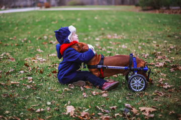 Fototapeta premium A child hugging a dachshund with IVDD using a dog wheelchair in the park during autumn