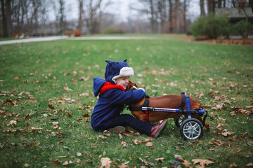 Fototapeta premium A child hugging a dachshund with IVDD using a dog wheelchair in the park during autumn