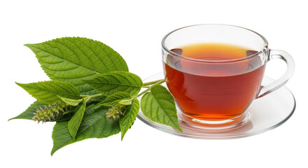 Isolated cup of tea with salvia divinorum leaves, a psychoactive herb for shamanic practices