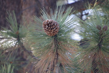 Pinecone