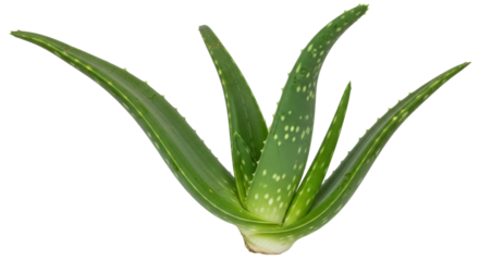 Isolated aloe vera plant displaying its succulent leaves, medicinal properties, herbal remedy