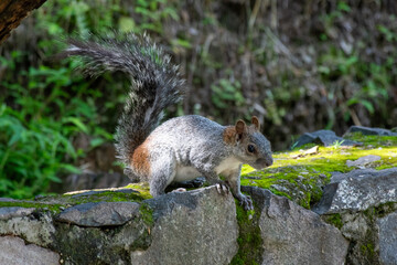 Energetic gray squirrel appears mid-motion on edge of stone in the forested park area