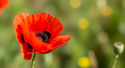 Obraz premium Red poppy flower with dark center