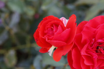 red rose flower