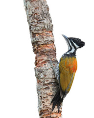 Common Flameback (Dinopium javanense) bird perching on the tree.  Isolated on white background. This has clipping path.