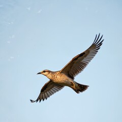 Obraz premium Wood Lark flies against a clear blue sky. This bird is a common sight in European fields and meadows during spring. It has distinctive speckled brown plumage and wings spread wide in aerial motion.