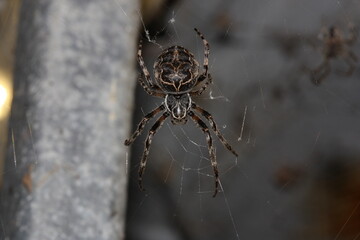 spider on the web