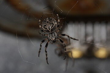 spider on the web