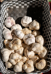 Fresh garlics in the village market