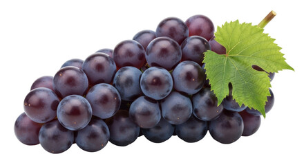 Isolated bunch of fresh dark grapes with leaf, healthy eating and lifestyle concept