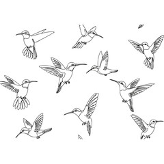 Hummingbirds in flight, black and white illustration on white background