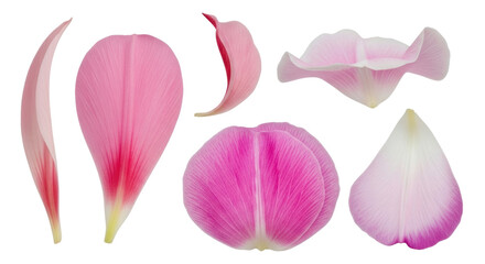 Isolated Pink Petals Displaying a Variety of Shapes and Shades for Floral Elements or Decor