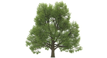 Isolated ash tree featuring dense foliage, a symbol of natural serenity and resilience