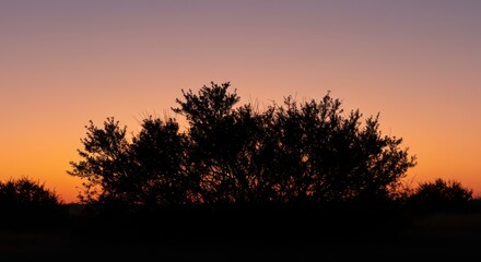 Fototapeta premium Silhouette of desert shrubs against a warm sunset sky offering a serene and minimalistic view
