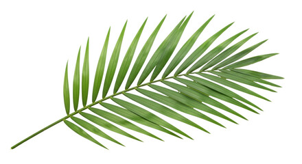 Isolated parlor palm frond, vibrant green indoor tropical houseplant against a clean backdrop © Anna