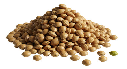 Isolated pile of ungrafted jujube seeds, organic crop of common jujube fruits, dry seed