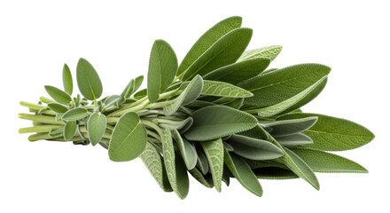 Isolated bunch of fresh sage herb, aromatic culinary plant with textured leaves