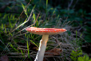 Fly agaric mushroom in forest grass