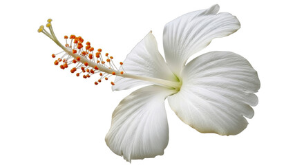 Isolated pristine hibiscus flower close-up, pure white petals and vibrant orange stamens, macro detail © Gabriela