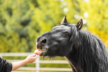Black horse eagerly reaching for a fresh apple held by a person, showcasing the bond between human and animal in a serene outdoor setting with lush greenery