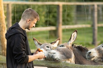 Young man feeding donkeys at a farm, interacting with animals through a fence, showcasing a connection between humans and nature in a serene outdoor environment