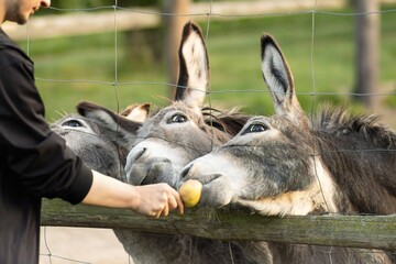 Person feeding three donkeys with a yellow apple at a farm, showcasing interaction between humans and animals in a natural outdoor setting