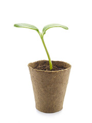 Pumpkin sprout growing in peat pot shot over white background