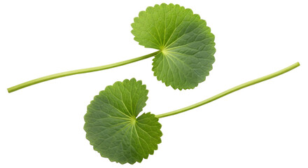 Isolated Gotu Kola leaves, herb used in traditional medicine and natural skin care products