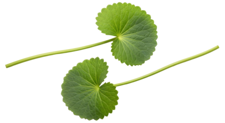 Isolated Gotu Kola leaves, herb used in traditional medicine and natural skin care products