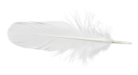 Elegant single white feather isolated on backdrop isolated on transparent background