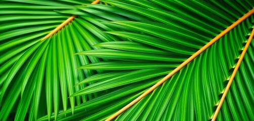 Close-up of vibrant green Chinese fan palm leaves, textured fronds,   houseplant,  texture