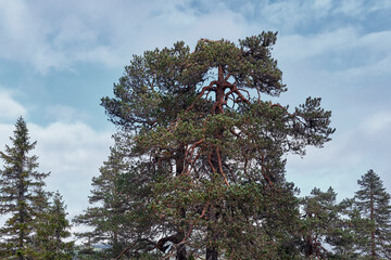 Autumn landscape from the Kalvberget coniferous forest reserve of the Totenåsen Hills, Norway.