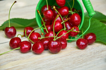 Green bucket tipped over with ripe red cherries spilling onto a wooden surface with green leaves