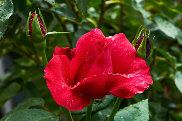 Vibrant red rose in full bloom with water droplets surrounded by green leaves and unopened rosebuds