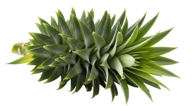 Isolated pineapple top showing green leaves, a raw fruit ingredient with no core edible part