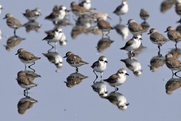 A flock of Lesser Sand Plovers standing in shallow water, with their reflections visible on the smooth surface. Photo Taken at Pak Talae Petchburi Thailand