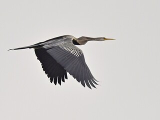 Obraz premium A Darter or Oriental Darter in flight against a bright, overcast sky. The bird is shown from a side profile with its long neck and tail, and broad wings fully extended at Bueng Boraphet Thailand