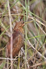 A close-up, vertical shot of a Cinnamon Bittern standing amidst dry and green reeds. Photo taken at Bueng Boraphet Thailand