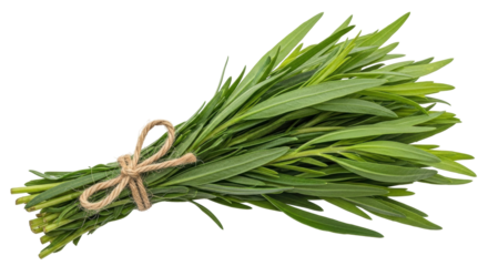 Isolated bunch of fresh tarragon tied up with a twine, aromatic herb for culinary use