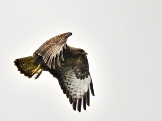 A Common Buzzard in flight against a bright sky. The raptor is captured from a side angle, with its wings fully extended and talons retracted at Chamonix France