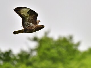 A Common Buzzard in flight over a blurry green background with its wings spread wide at Chamonix France