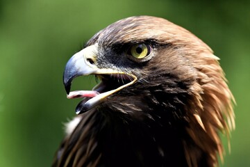 A close-up side head of a Golden Eagle with its sharp beak open, revealing its tongue with intense yellow eye at Munchen Germany