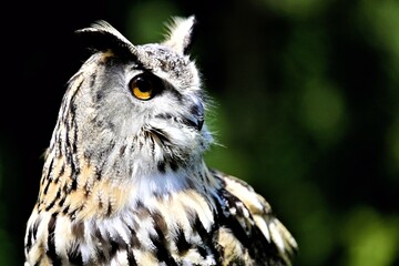A striking close-up side of Eurasian Eagle-Owl, with the large orange eyes and ear tufts standing out against a dark background at Munchen Germany