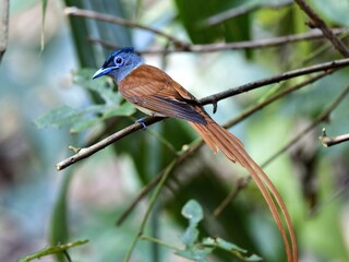 A male Asian Paradise-flycatcher with its extremely long tail feathers perched on a branch shows a brown plumage and blue head at Phu Suansai Loei Thailand