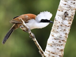 Naklejka premium A White-crested Laughingthrush perched on a branch with distinctive white feathers, which contrasts with its black face mask at Nam Nao Thailand